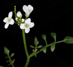 Cardamine verna. Inflorescence with cauline leaves and flowers.
 Image: P.B. Heenan © Landcare Research 2019 CC BY 3.0 NZ